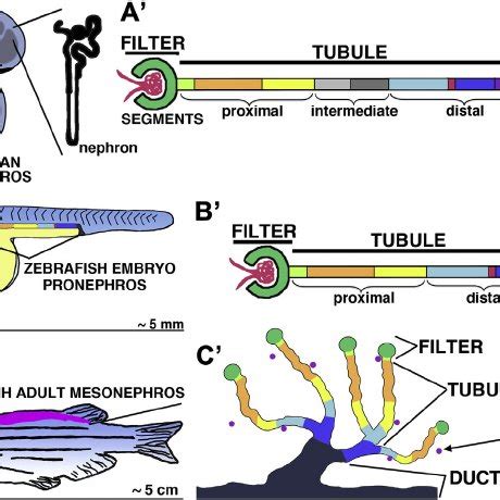 Comparison of renal histology between zebrafish and mouse. A, Zebrafish