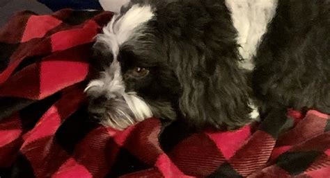 Potty training a 4 year old rescue Havanese without using a crate! : r