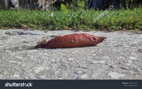 Naked Snail Wandering Into Garden Stock Photo 1788714575 Shutterstock