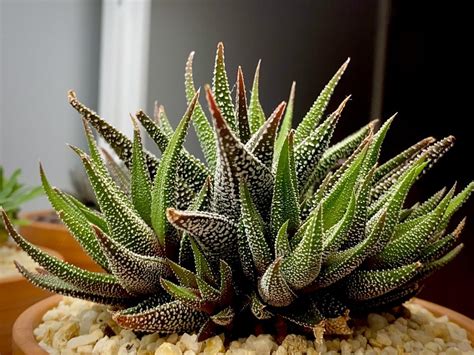 Haworthiopsis Attenuata Var Radula