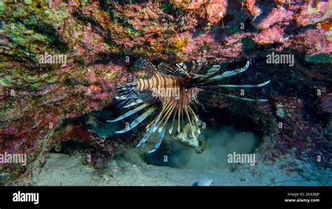 Lionfish In The Reef Stock Photo Alamy