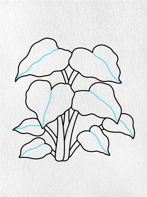 Colocasia Drawing - HelloArtsy