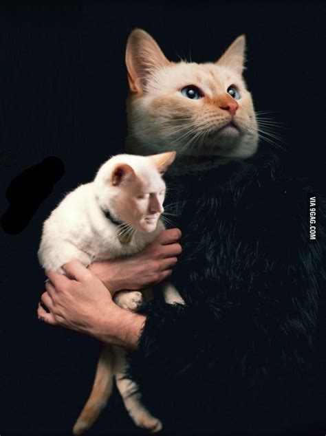 Cat face swap - 9GAG