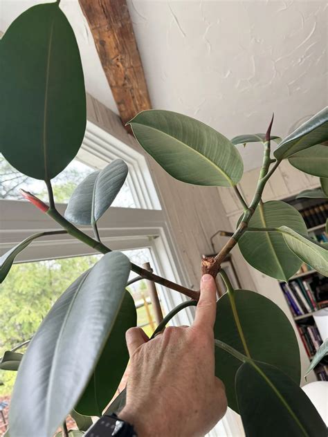 rubber tree plant pruning