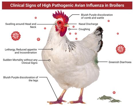 Highly Pathogenic Avian Influenza Hpai University Of Maryland Extension