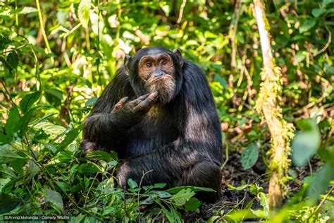 Las 10 Fotografías Más Graciosas Del Mundo Animal