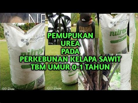 Pemupukan Urea Pada Perkebunan Kelapa Sawit Umur Tahun Youtube