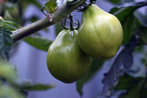 Зеленые помидоры на зиму - рецепты с фото пальчики оближешь