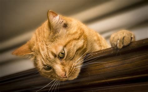 Razze Di Gatti Tutte Le Razze Feline Dalla A Alla Z Il Mio Gatto è