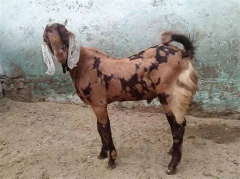 Brown Sirohi Male Goat Weight 28 Kg At 250 Kg In Ajmer ID