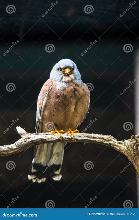 brown eagle  perched   tree stock image image  portrait