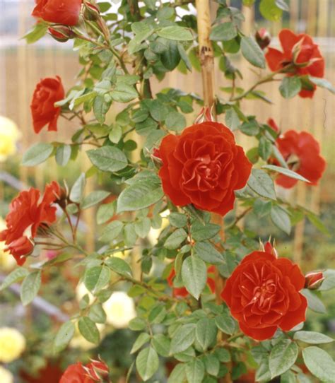 Rosa Orange Meillandina ( Meilland ) - MondoRose e Fiori