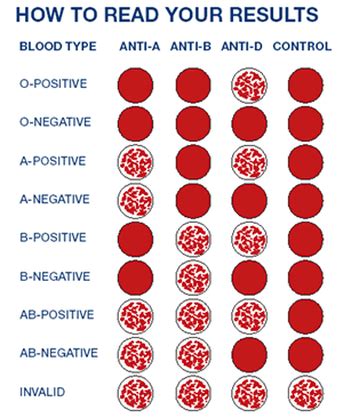 Blood Types - Blood & the Cardiovascular System