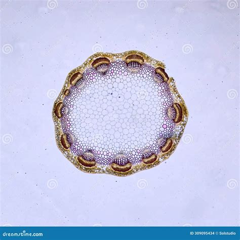 Life under a microscope stock photo. Image of micrograph - 309095434