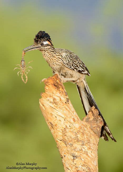 17 Best images about The Roadrunner - New Mexico State Bird on