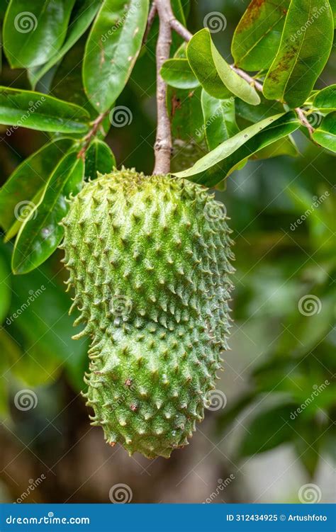 Soursop Llamado Graviola Guyabano Y Guanabana Fruto Del Rbol