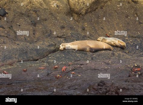 Sleeping Sea Lions And Sally Lightfoot Crabs Galapagos Islands