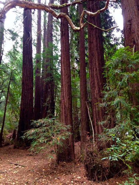 Enchanted Forest – Two Trails One Road