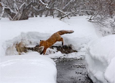 30 Adorable Photos Of Foxes In The Snow - 500px