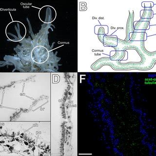 Anatomy And Histology Of Leucosolenia Variabilis General