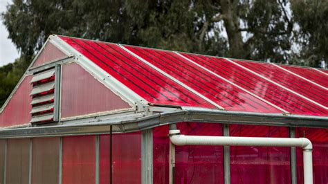 These Magenta Greenhouses Grow Plants Faster While Generating Clean Energy