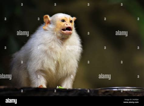 silver monkey  res stock photography  images alamy