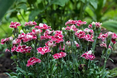 Pink Carnation Flowers In Summer Garden Dianthus Caryophyllus Stock