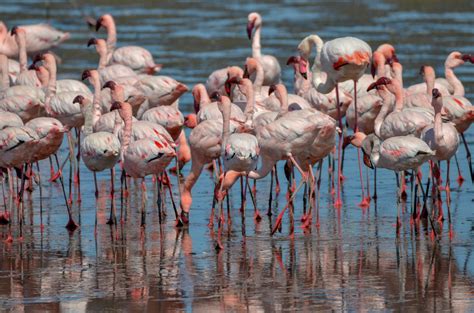 Flamingos In Africa Encompass Africa Tailormade Safaris