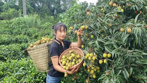 Harvest Fresh Lychee Garden To Go To The Market To Sell Build A Life