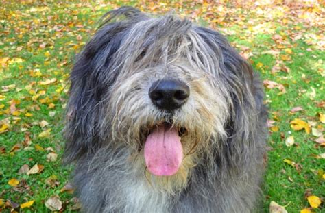 Top 8 Shaggy Dog Breeds Bechewy