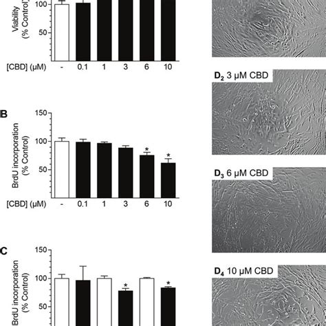 Effect Of CBD On Viability And Proliferation Of HUASMC Cells Were