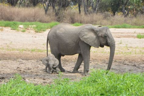 5 Day Mikumi National Park To Selous GR Boat Safari GetYourGuide