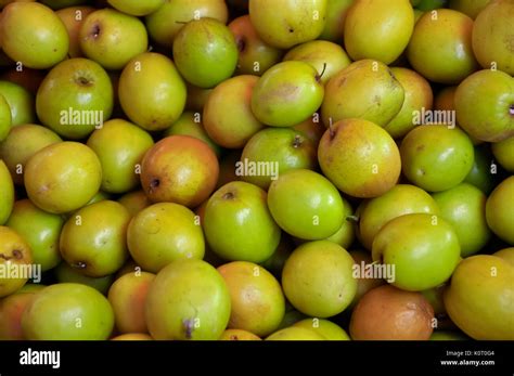 Ziziphus Mauritiana Also Known As Ber Chinee Apple Jujube Indian