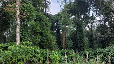 50 Acres Low Budget Beautiful Landscape Property For Sale In Coorg