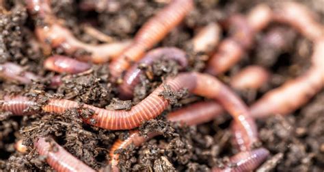 5 Types Of Worms In Potted Plants That You Should Know About Todays