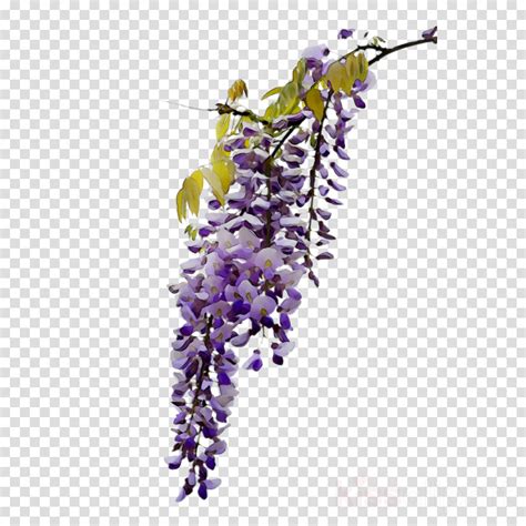 Wisteria Flower Clipart 10 Free Cliparts Download Images On