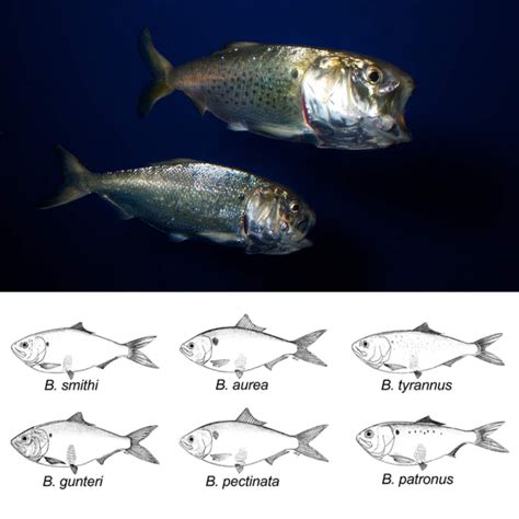 Species New To Science Ichthyology • 2021 Phylogenetic Relationships