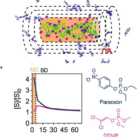 Multiscale Modeling Of The Effective Concentration Around Dna Scaffolds