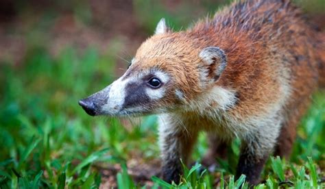 НОСУХА ᐈ Фото и описание