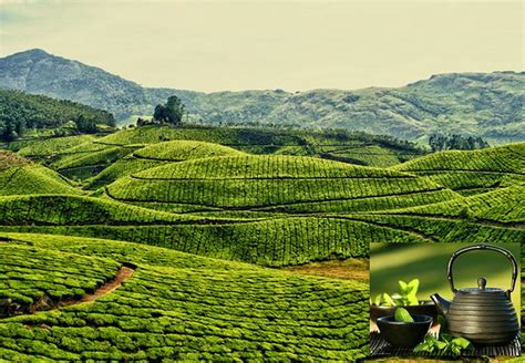 Великий чайный путь - «Bamboo Tour» — Туризм & Путешествия