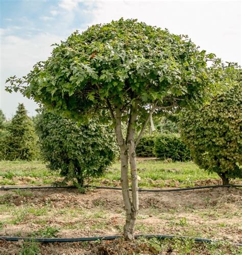 Боярышник однопестичный "Crataegus monogyna" купить по цене 62000 ...