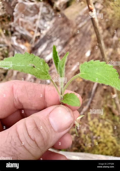 Coastal Hedge Nettle Stachys Chamissonis Stock Photo Alamy