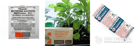 Янтарная кислота: применение для цветов и растений