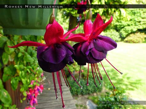 Rohees New Millennium - FuchsiaFinder