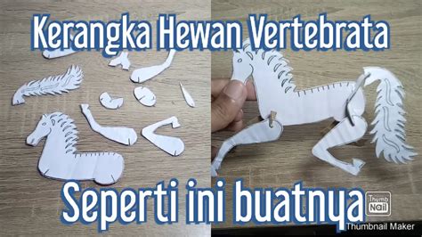 Model Kerangka Hewan Vertebrata Kuda YouTube