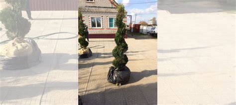 Туя спираль, 2,1-2,2м купить в Липецке | Товары для дома и дачи | Авито