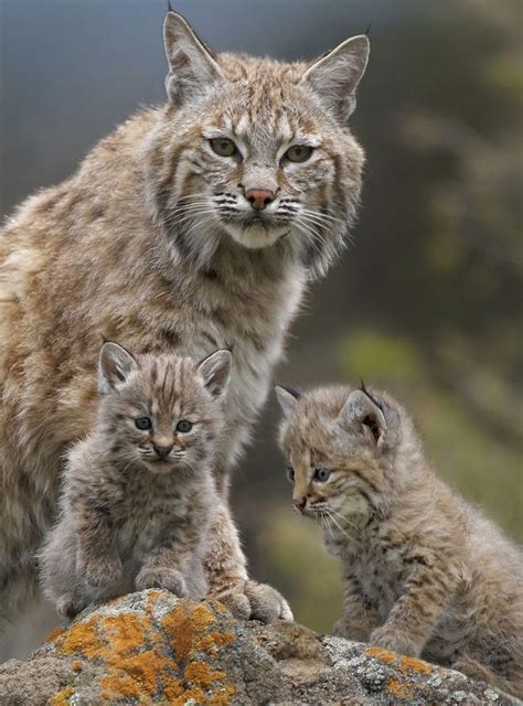 baby kitten wallpapers
