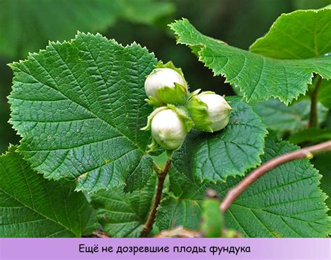 Обрезка фундука: как приручить дикий орех и добиться от него ...