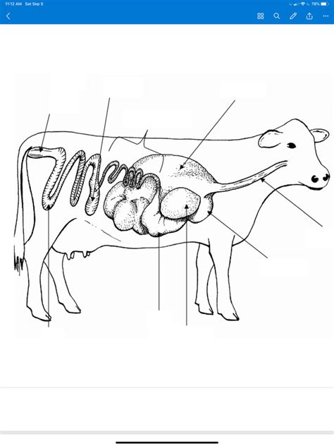 Cow Digestive Tract Diagram | Quizlet