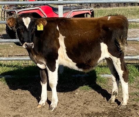 Lot 115 2 Mixed Sex Calves AuctionsPlus